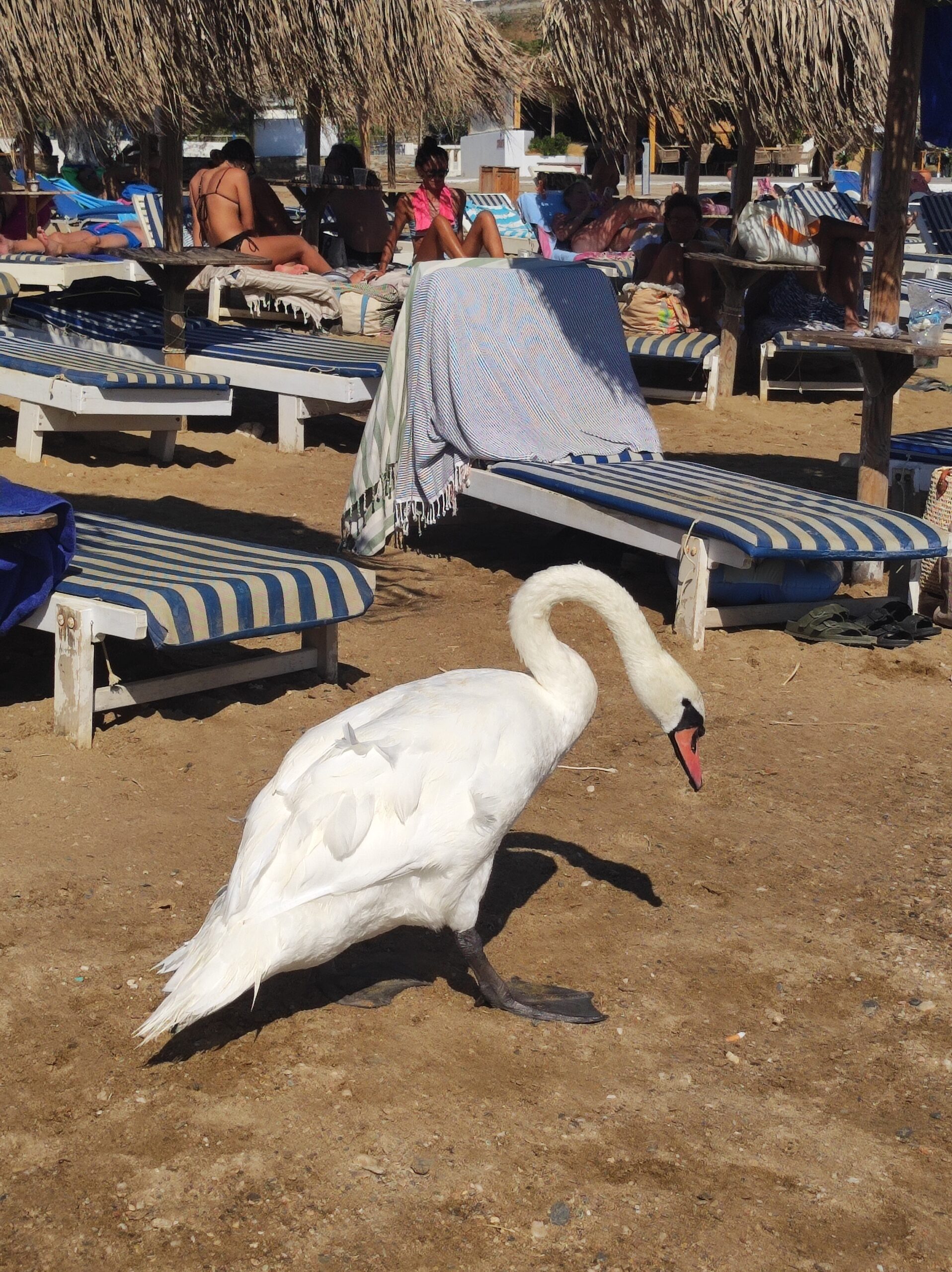 Πελεκάνος στο Μπατσί της Άνδρου. Ένα με τον κόσμο.