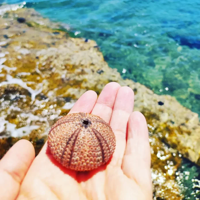 Αχινοί, βουτιά στη θάλασσα