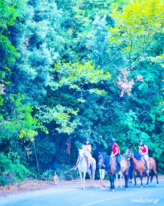 Άλογα στο δάσος του Πηλίου