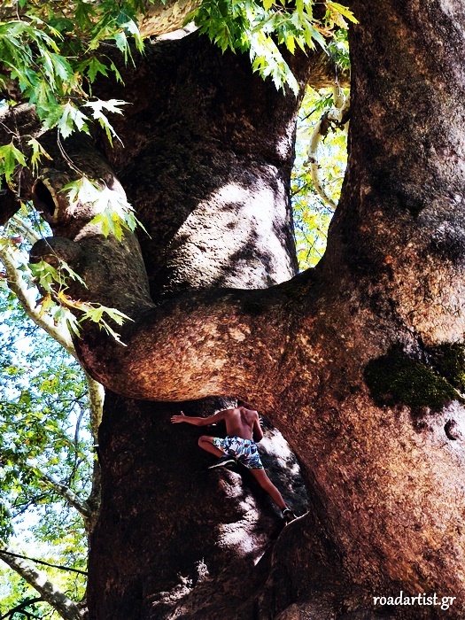 Ο πλάτανος της Πλατείας της Αγίας Παρασκευής, στην Τσαγκαράδα