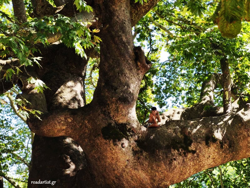 Παιδιά παίζουν πάνω στον πλάτανο της Τσαγκαράδας