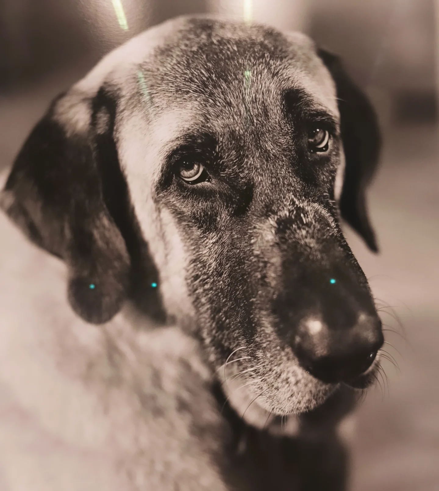 Ο Βύρωνας - από αδέσποτο σε ετοιμοθάνατη κατάσταση, πρωταγωνιστεί στην έκθεση του Λάνθιμου